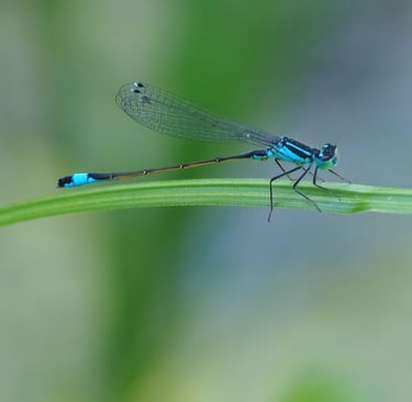 libellule ischnure élégante