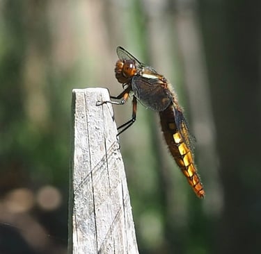 LIBELLULE DEPRIMEE FEMELLE