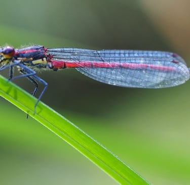Libellule nymphe au corps de feu