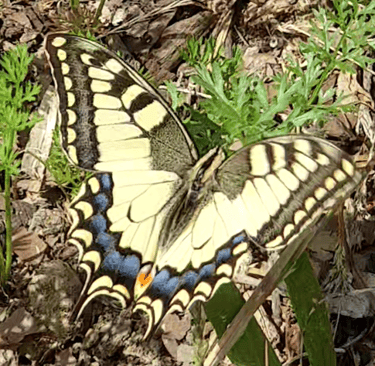 biodiversite papillons machaon association Herbes folles VIllejuif