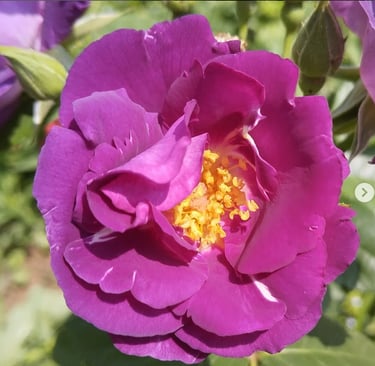 rose ancienne violette