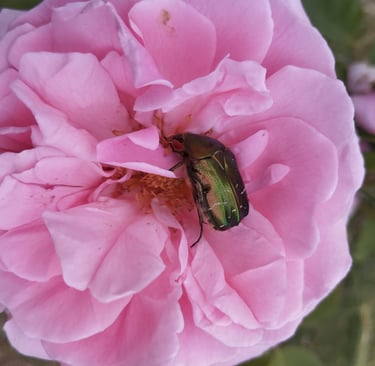 rose et cétoine dorée