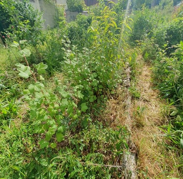 syntropie verger syntropique petits fruits