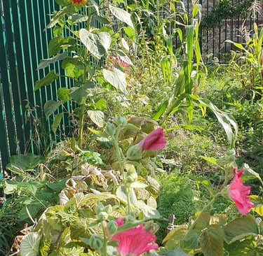 syntropie  tournesols roses trémières