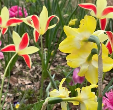 TULIPEJ AUNE ET ROUGE