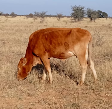 calf eating grass