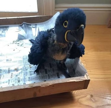 Hyacinth macaw parrot shop