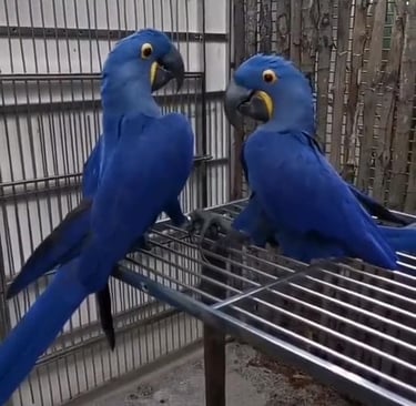 Hyacinth macaw parrot shop