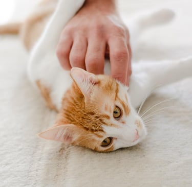 a cat is laying on a blanket and a person is petting a cat
