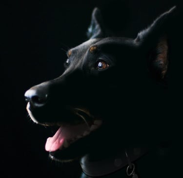 black dog waitng for his PetMaxLIfe Immunity supplement
