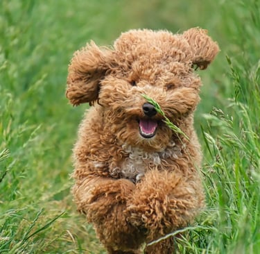 a dog running through a grassy field with a dog