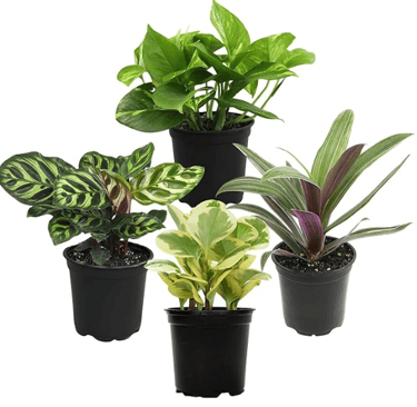 4 indoor plants of different varieties in black planter pots