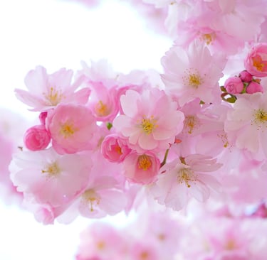 fleurs roses calme sophrologie bienfaits