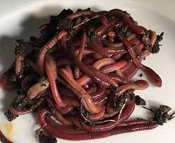 a pile of worms