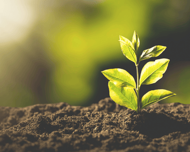 A young green plant growing from rich soil under warm morning sunlight for sustainable gardening.