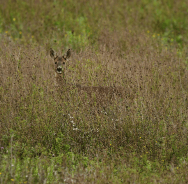 Deer hidden in tall grass
