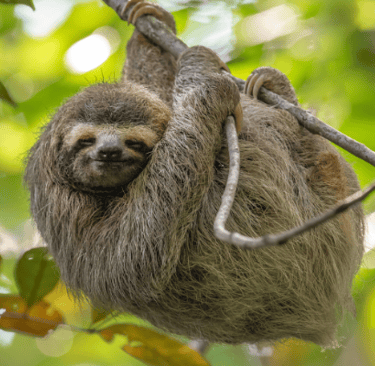 Sloth hanging from branch