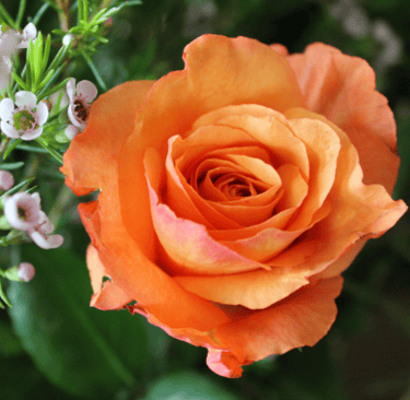 Vibrant orange rose in bloom 
