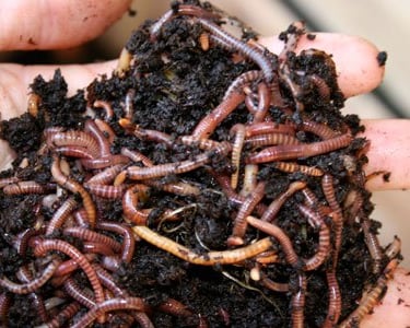 A handful of worms 