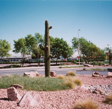 Cactus as Las Vegas Airport