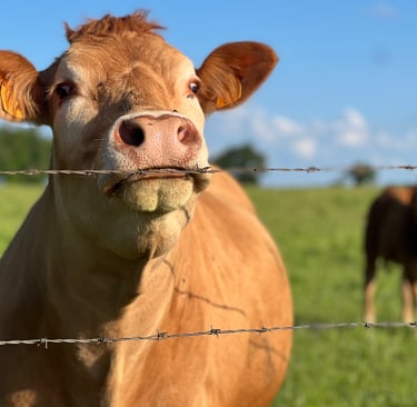 Une des vos voisines pendant votre séjour: la vache qui aime les enfants !