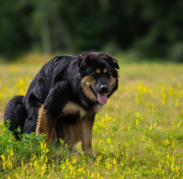 ernährungsberatung-für-hunde-soltau