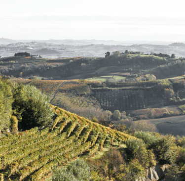 Mompirone Vineyards at Casa Isabella