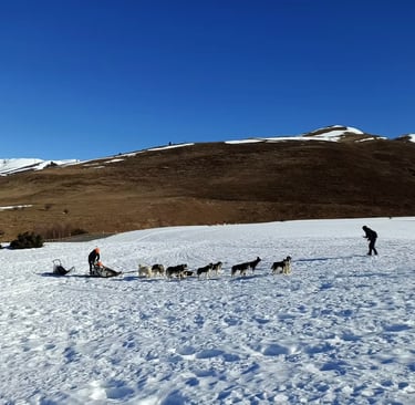 Chien de traineaux - hautes-pyrenees
