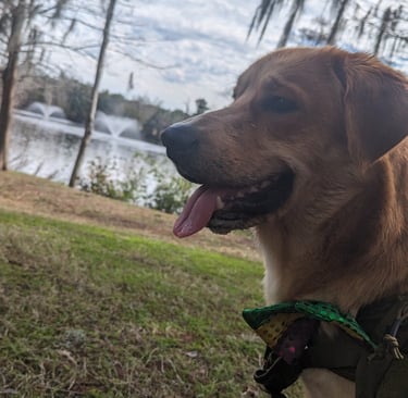 cute dog in a mardi gras bow tie