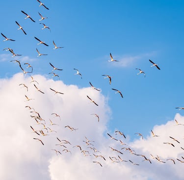 NLP, satu aherto, koulutus, psykoterapia, lappi, lohja, sodankylä, terapeutti