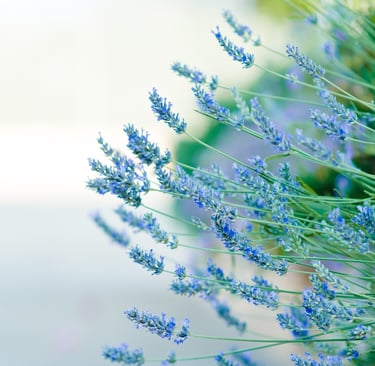 psykoterapia, psykoterapeutti, kela, satu aherto, nlp, mielenterveys, terapeutti, lohja, sodankylä