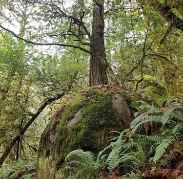 Powers OR - Elk Creek Falls trail & Big Tree Trail for world's largest Cedar