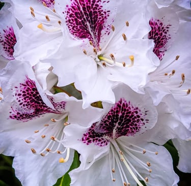 Oregon Coast - Rhododendrons in all different colors grow all over OR