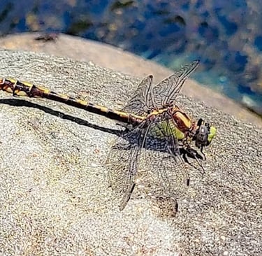Powers - dragonfly resting on a rock at the Coquille River