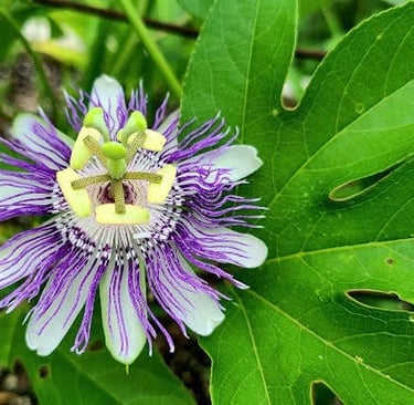 Greenway Park, Chattanooga - Unique purple feathery flower found on a nature trail