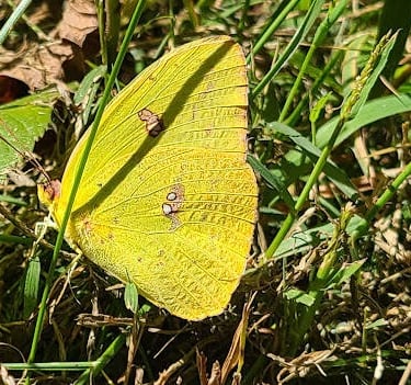 Greenway Park, Chattanooga - Beautiful yellow butterfly found on a nature trail