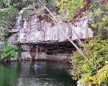 Chattanooga, TN - Gray bats live at Nickajack Cave in S. Pittsburg May thru Sept.