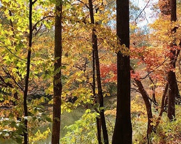Chattanooga - Trail along the creek marked by 2 and 8 on the map at Audubon Acres