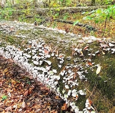 Chattanooga - Audubon Acres is a protected nature sanctuary