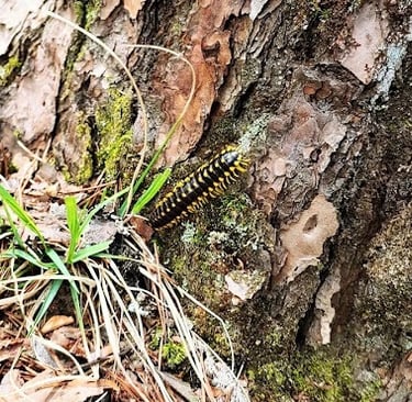 Fall Creek Falls, Pikeville - Bugs along the hiking trails