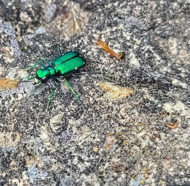 Rock Island Park, TN - Iridescent green & blue bug found by Great Falls