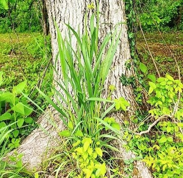 Rock Island Park, TN - Interesting tree with extra foliage on the way to Blue Hole Trail