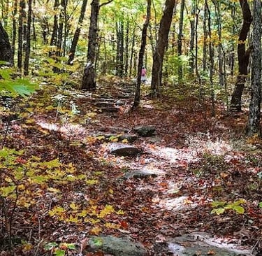 Chatsworth, GA - Scenery heading uphill on Stone Wall trail
