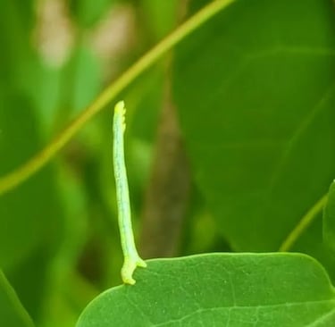 Knoxville, TN Travel - What is this weird green creature at UT Gardens