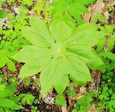 Smoky Mountains, N. Carolina Travel - Rufus Morgan Waterfall trail thru the woods, upper/lower falls