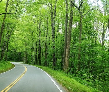 Smoky Mountains, N. Carolina - forest wilderness in the Great Smoky National Park