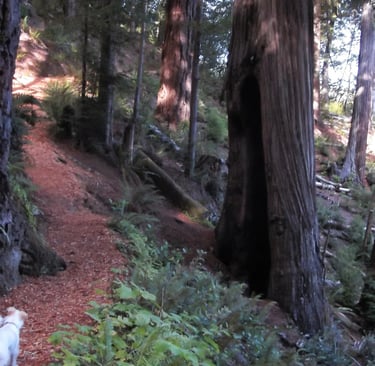 Oregon Coast - Hiking thru a redwood forest in Brookings