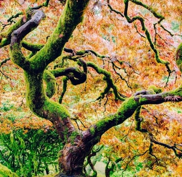 Portland, OR - Incredible maple tree in fall colors at the Japanese Gardens
