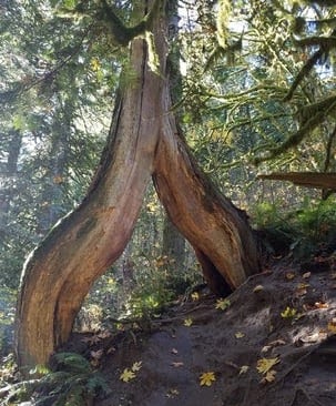 Columbia River Gorge, Oregon - an odd tree along the trail to Latourell Falls