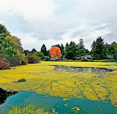 Portland, OR - Beautiful lake view in fall at Commonwealth Park